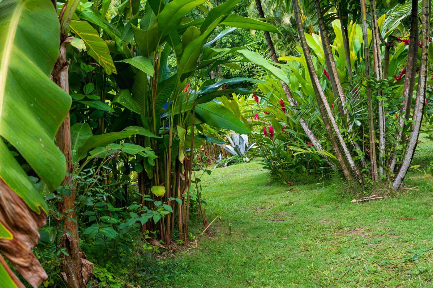 Jardin tropical luxuriant de l'Habitation Getz