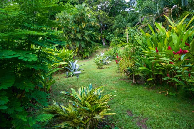 Végétation tropicale luxuriante du domaine